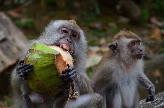 Close-up shot van makaken die groene kokosnootschalen eten