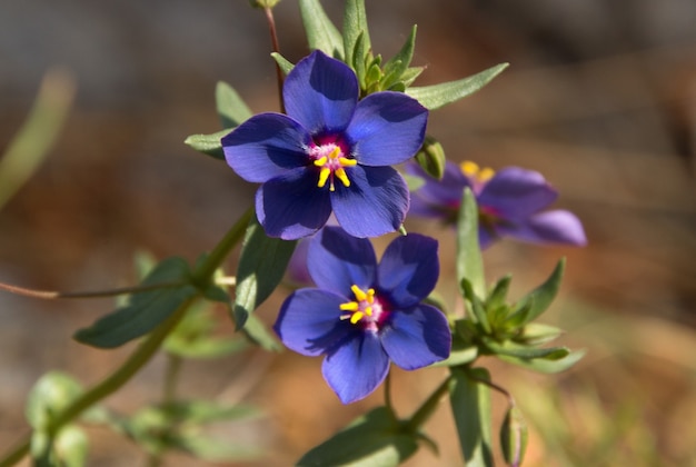 Close-up shot van mooie indigo gekleurde bloem
