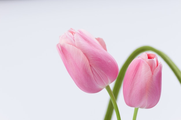 Close-up shot van mooie roze tulpen op witte achtergrond