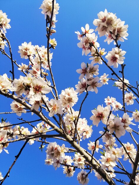 Close-up shot van mooie witte bloemen op amandelbomen en een blauwe hemel