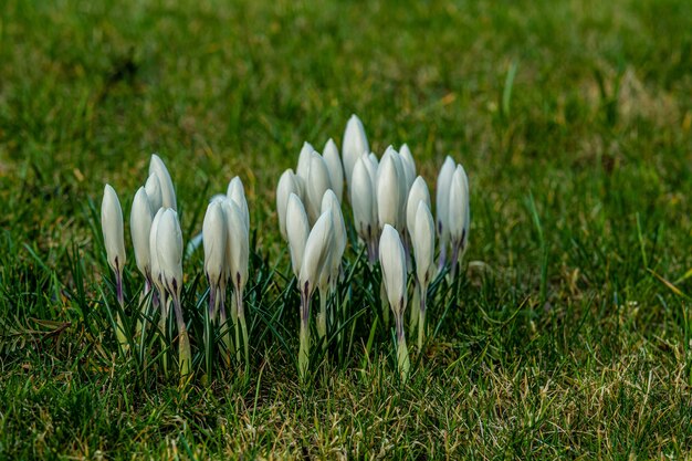 Close-up shot van mooie witte Krokus Lentebloemen groeien op het groene gras