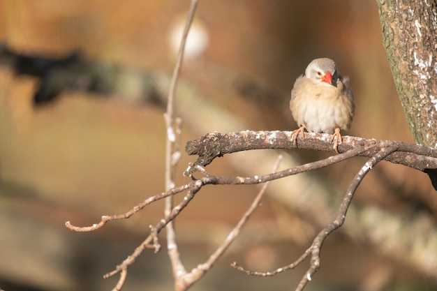 Close-up shot van mus met rode snavel neergestreken op een boomtak