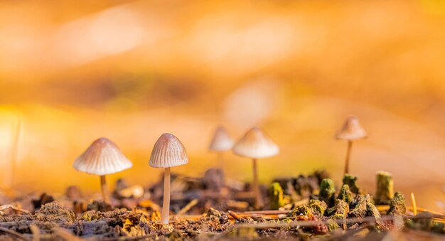 Close-up shot van Mycena paddestoelen in een dennenbos plantage in Tokai Forest Kaapstad