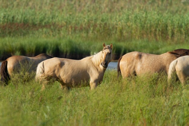 Close-up shot van paarden in een veld
