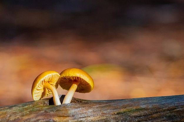 Gratis foto close-up shot van paddenstoelen in een dennenbosplantage in tokai forest, kaapstad, zuid-afrika