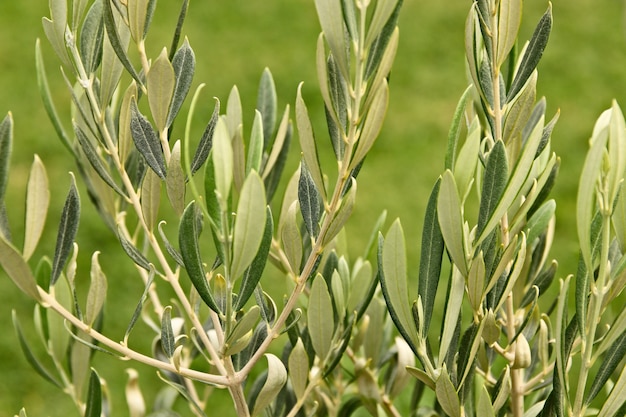 Close-up shot van planten in het midden van een groen veld