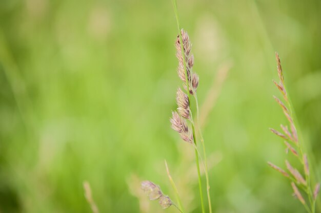 Close-up shot van prachtig groen op het platteland