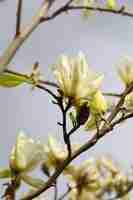 Gratis foto close-up shot van prachtige magnolia bloemen