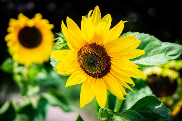 Close-up shot van prachtige zonnebloemen