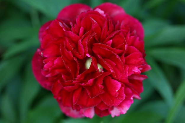 Close-up shot van rode dahlia met onscherpe achtergrond