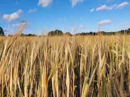 Gratis foto close-up shot van roggeveld