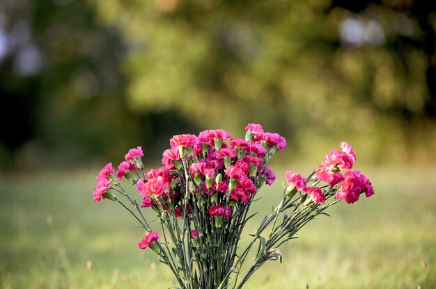 Close-up shot van roze bloemen