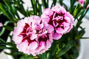 Gratis foto close-up shot van roze en rode dianthus caryophyllus