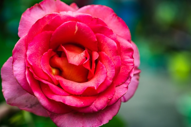 Close-up shot van roze roos in een tuin op een onscherpe achtergrond