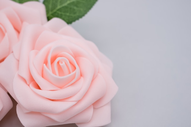 Close-up shot van roze rozen geïsoleerd op een blauwe achtergrond met kopie ruimte