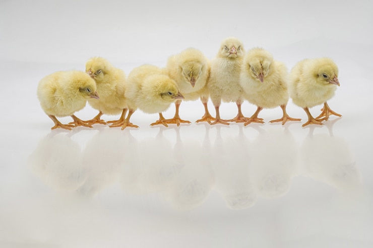 Gratis Foto close-up shot van schattige baby kuikens op een wit oppervlak