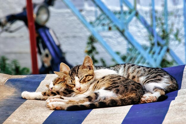 Close-up shot van schattige kittens die samen slapen