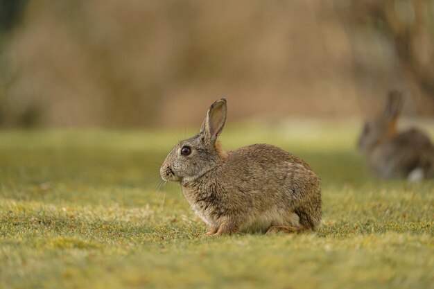 Close-up shot van schattige schattige konijntjes in een veld