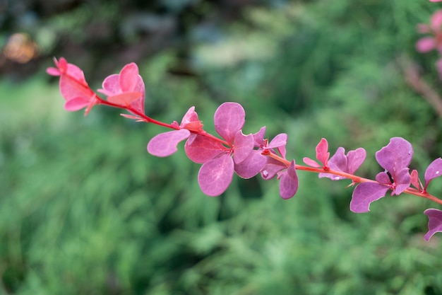 Close-up shot van smoketree met mooie rode bladeren op een wazig