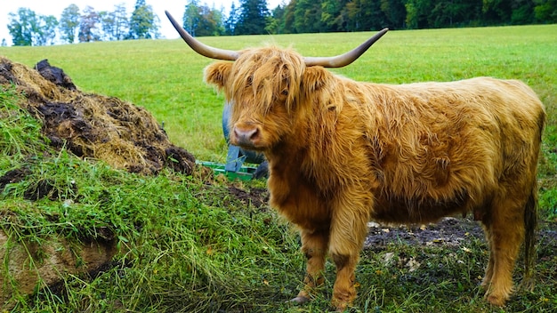 Close-up shot van stieren in een veld