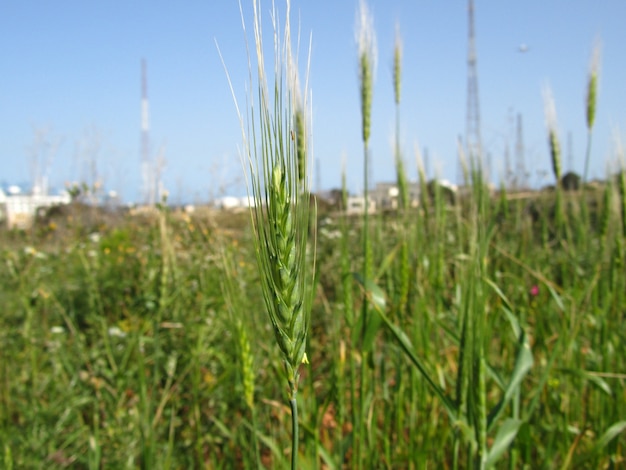 Close-up shot van tarwe graan gewas groeit in het veld