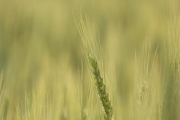 Close-up shot van triticale planten met onscherpe achtergrond n