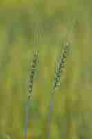 Gratis foto close-up shot van triticale planten met onscherpe achtergrond