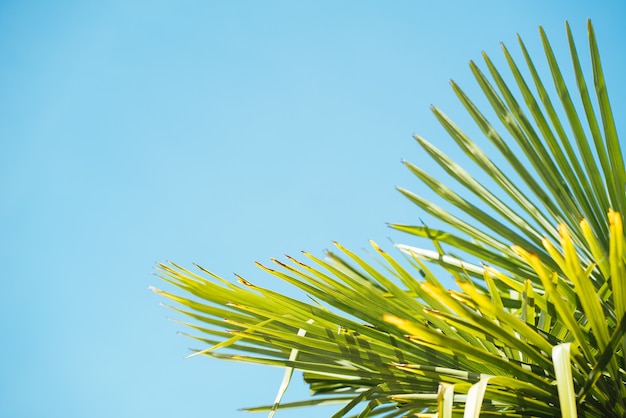 Close-up shot van tropische palmbomen - perfect voor een zomer