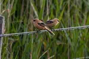 Gratis foto close-up shot van twee kleine vogels zittend op een metalen koord achter het gras