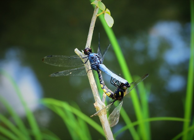 Close-up shot van twee parende libel met onscherpe achtergrond