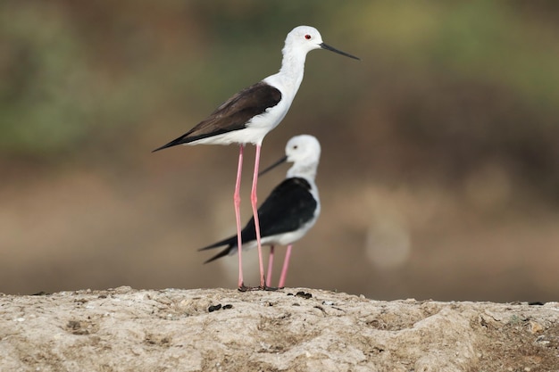 Gratis foto close-up shot van twee stelten op een rots