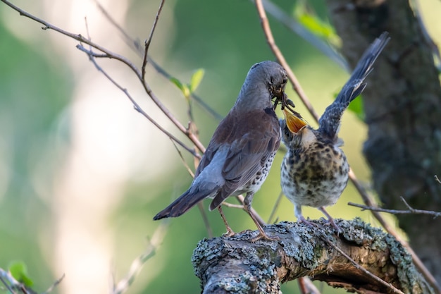 Close-up shot van twee vogels spelen met elkaar zittend op een boomtak