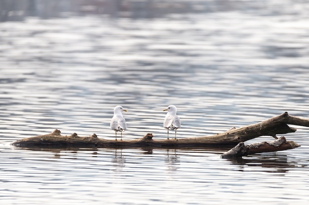 Close-up shot van twee witte meeuwen staande op een stuk hout in het water