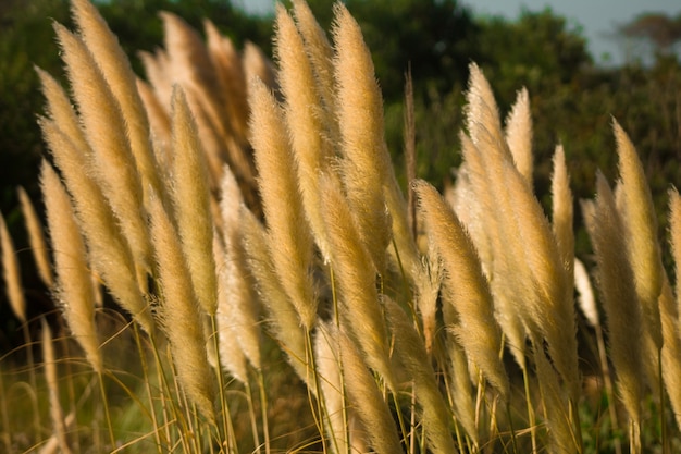 Close-up shot van verschillende tarwe spikes naast elkaar