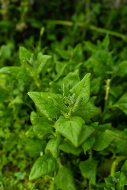 Close-up shot van verse groene planten in de tuin