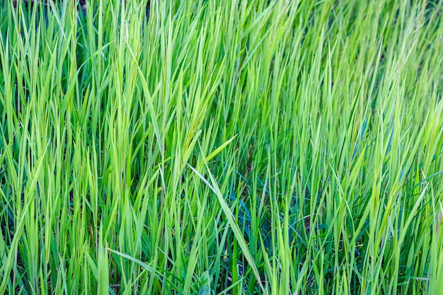 Close-up shot van verse groene planten overdag