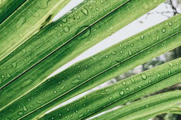 Gratis foto close-up shot van waterdruppeltjes in groene bladeren