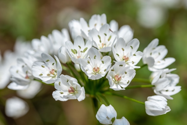 Gratis foto close-up shot van witte bloemen