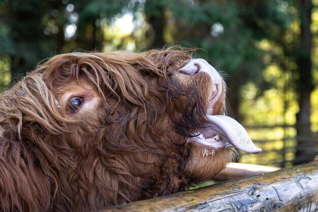 Close-up snuit van een stier achter een houten scheidingswand