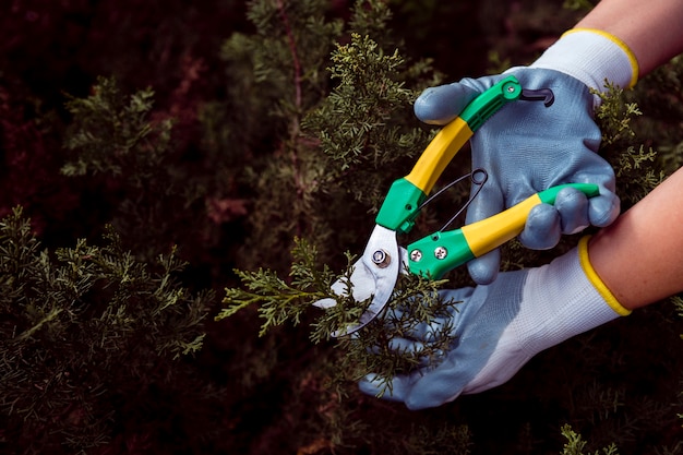 Gratis foto close-up tuinman snijden pijnboomtakken