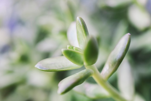 Close-up uitzicht op blad