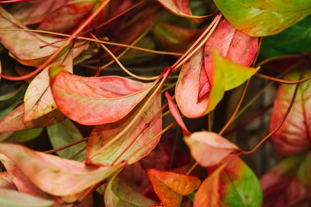Close-up uitzicht op de bladeren