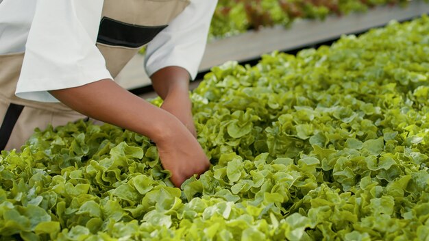 Close-up van Afro-Amerikaanse werknemer die biologische sla cultiveert die controleert op ongedierte in hydrocultuuromgeving in kas. Selectieve focus op vrouwenhanden die planten inspecteren die kwaliteitscontrole doen.