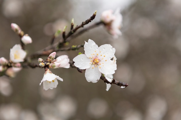 Close-up van amandel bloesem met waterdruppels