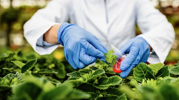 Close-up van bioloog die een monster van de plant neemt terwijl hij in een plantenkwekerij werkt