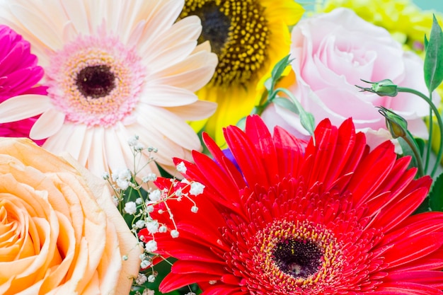 Close-up van bloeiende bloemengerbera; roos en zonnebloem