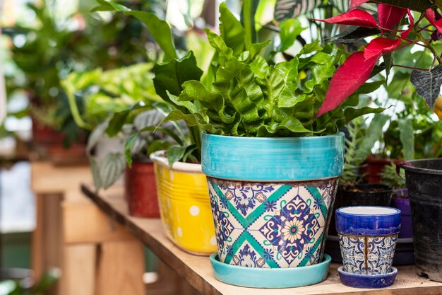 Close-up van bloemen planten in pot