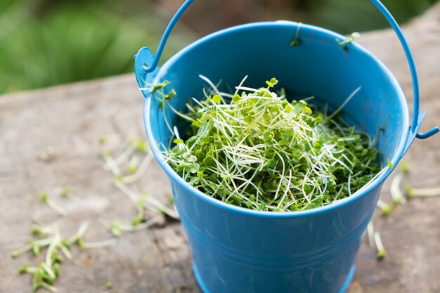 Close-up van cuted gekiemde rucola microgreen in een emmer.