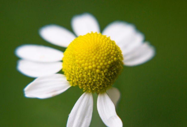 Gratis foto close-up van daisy met weinig bloemblaadjes