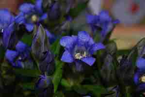 Gratis foto close-up van de gentiana scabra de japanse gentiaan